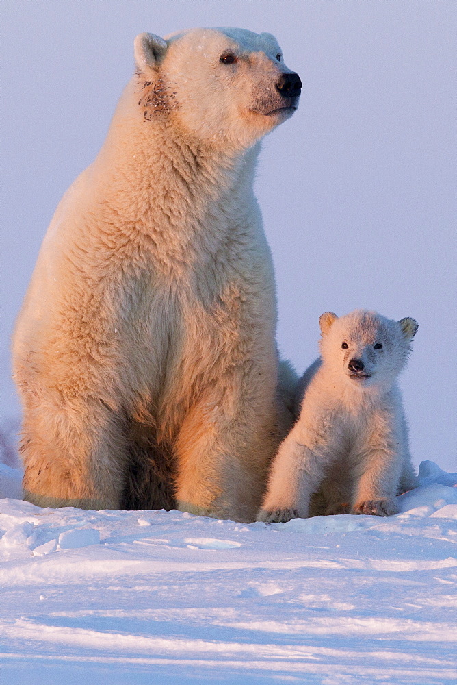 Polar bear (Ursus maritimus) and cub, Wapusk National Park, Churchill, Hudson Bay, Manitoba, Canada, North America 