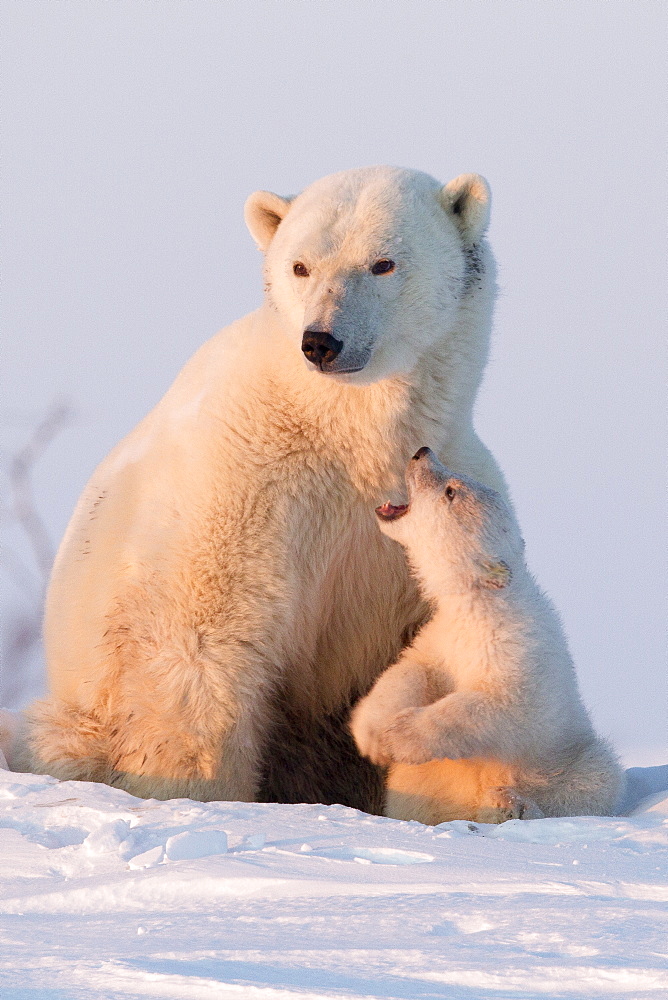 Polar bear (Ursus maritimus) and cub, Wapusk National Park, Churchill, Hudson Bay, Manitoba, Canada, North America 