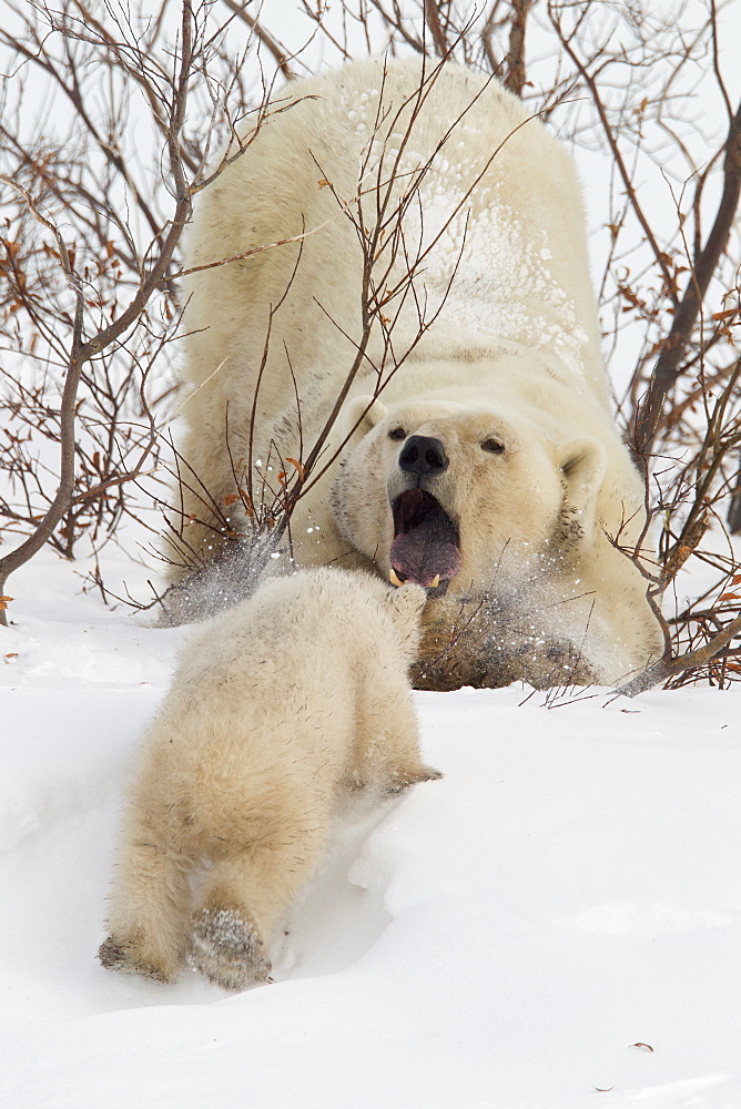 Polar bear (Ursus maritimus) and cub, Wapusk National Park, Churchill, Hudson Bay, Manitoba, Canada, North America 