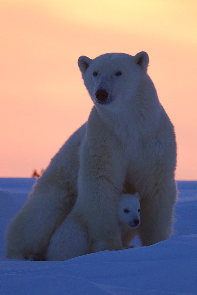 Polar bear (Ursus maritimus) and cub, Wapusk National Park, Churchill, Hudson Bay, Manitoba, Canada, North America 