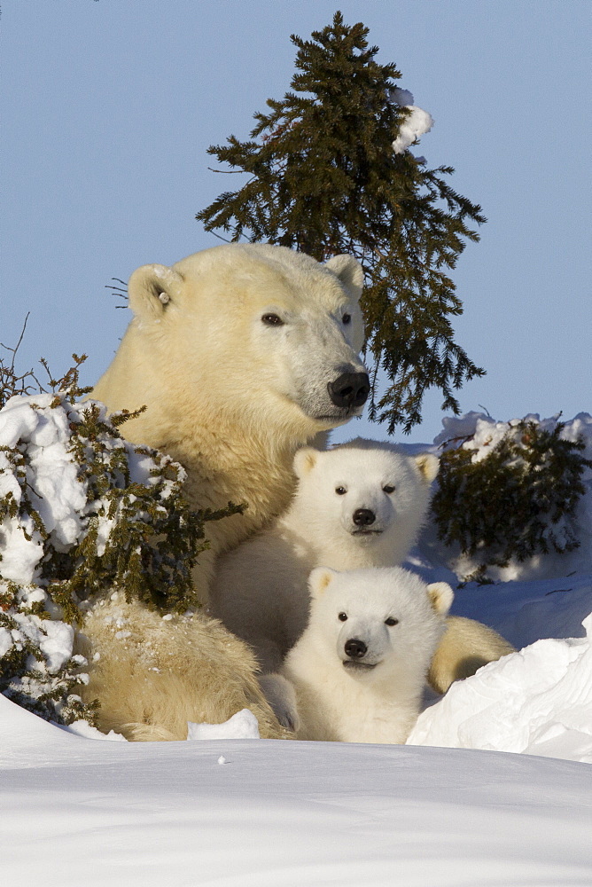 Polar bear (Ursus maritimus) and cubs, Wapusk National Park, Churchill, Hudson Bay, Manitoba, Canada, North America 