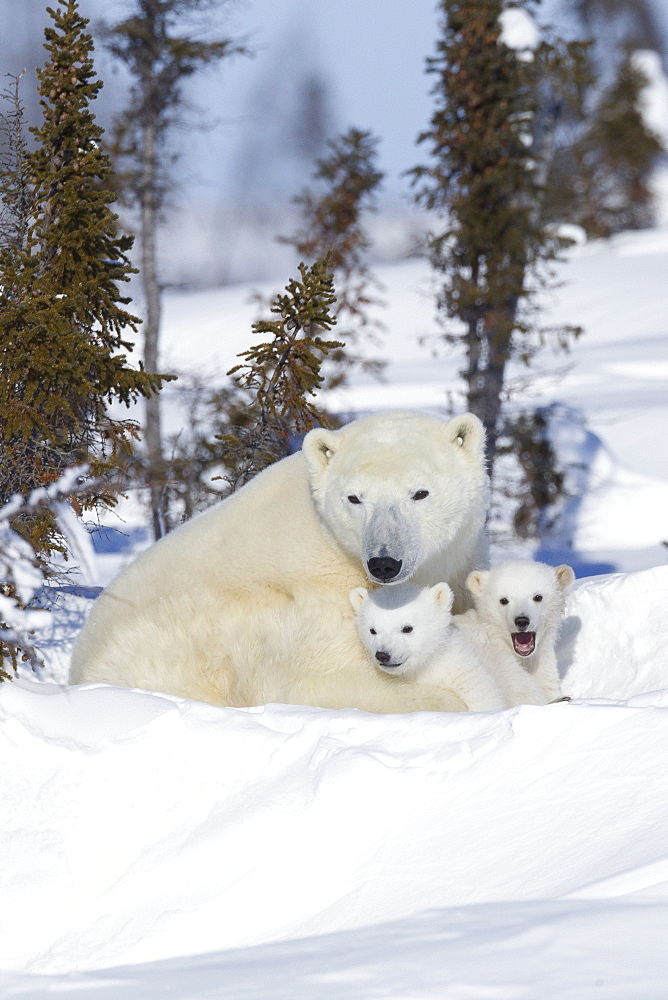 Polar bear (Ursus maritimus) and cubs, Wapusk National Park, Churchill, Hudson Bay, Manitoba, Canada, North America