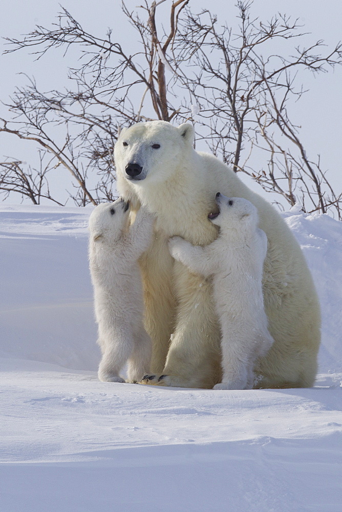 Polar bear (Ursus maritimus) and cubs, Wapusk National Park, Churchill, Hudson Bay, Manitoba, Canada, North America