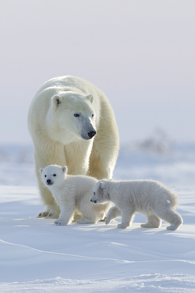 Polar bear (Ursus maritimus) and cubs, Wapusk National Park, Churchill, Hudson Bay, Manitoba, Canada, North America