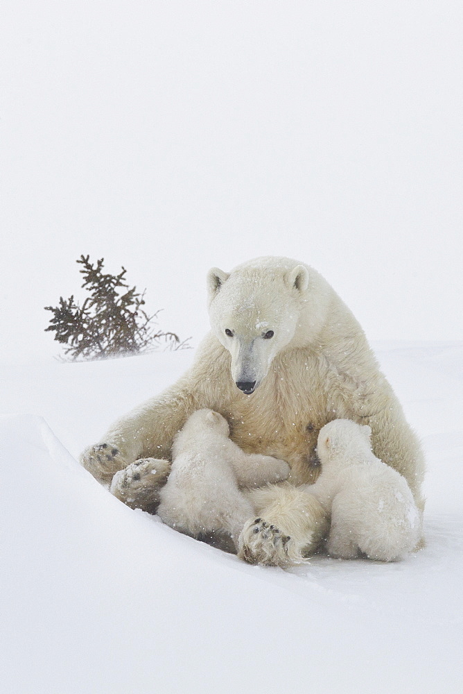 Polar bear (Ursus maritimus) and cubs, Wapusk National Park, Churchill, Hudson Bay, Manitoba, Canada, North America