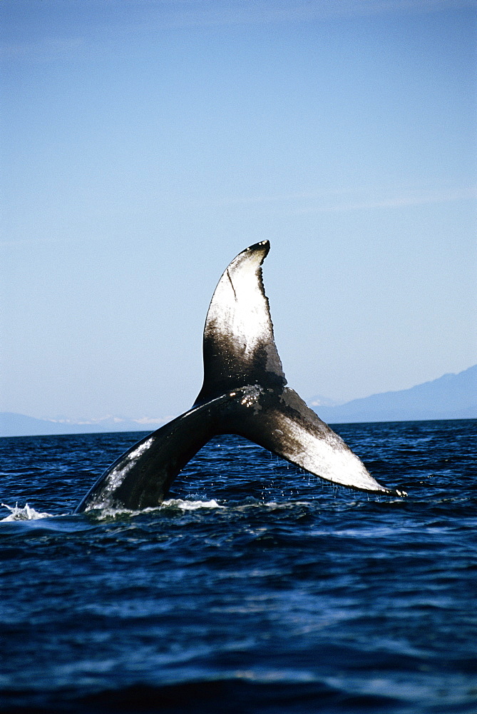 Humpback whale (Megaptera novaeangliae) wth tail flukes high in the air. Alaska