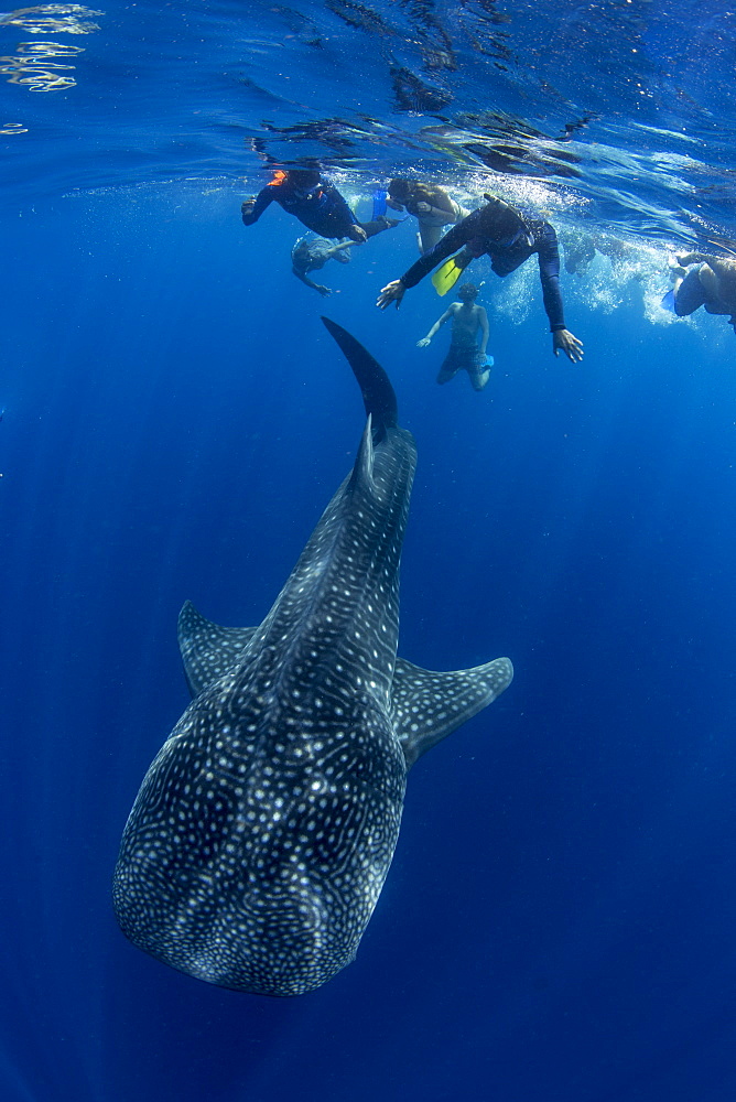 Tourists snorkelling with a whale shark (Rhincodon typus) in Honda Bay, Palawan, The Philippines, Southeast Asia, Asia