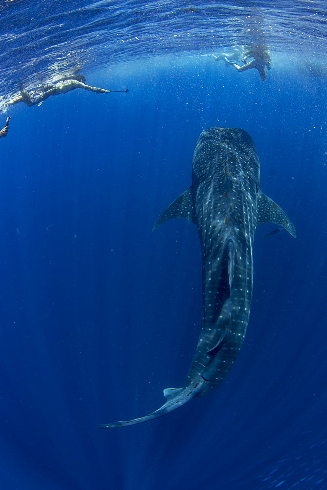 Tourists snorkelling with a whale shark (Rhincodon typus) in Honda Bay, Palawan, The Philippines, Southeast Asia, Asia