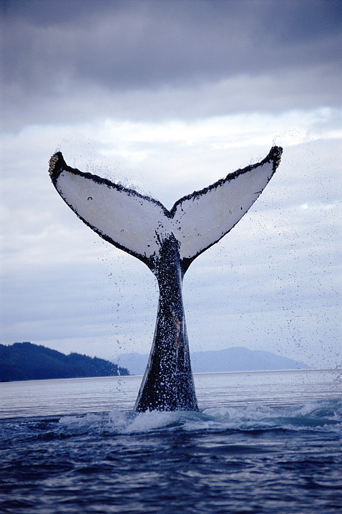 Humpback whale (Megaptera novaeangliae) fluking up to dive. Alaska