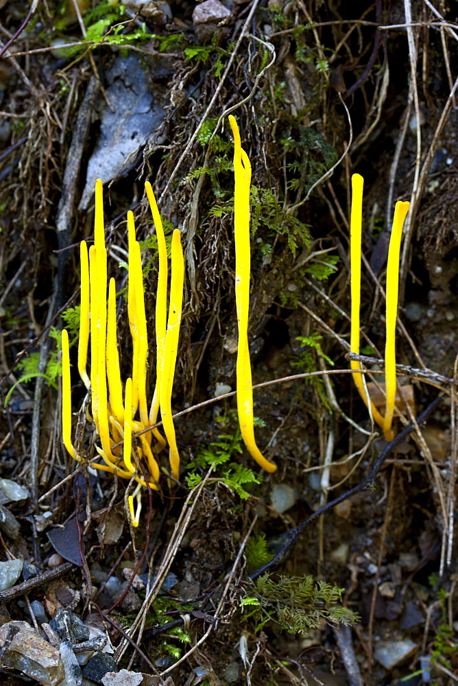 Fungi (Clavaria amoena) on road embankment, Couchy Creek Nature Reserve, New South Wales, Australia, Pacific