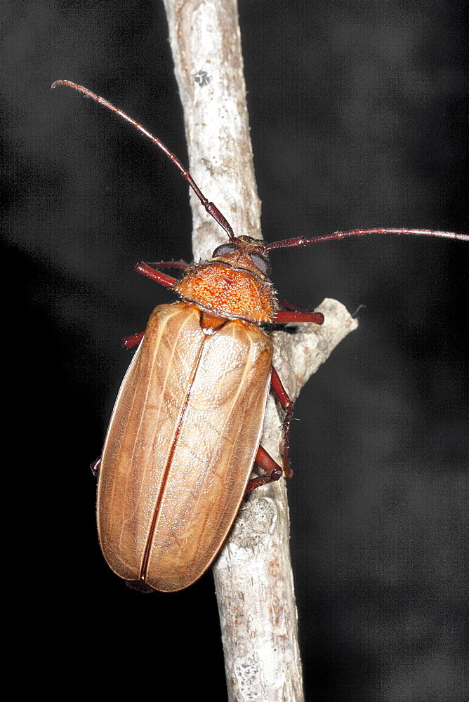 Female poinciana longicorn beetle (Agrianome spinicollis), Hopkins Creek, New South Wales, Australia, Pacific