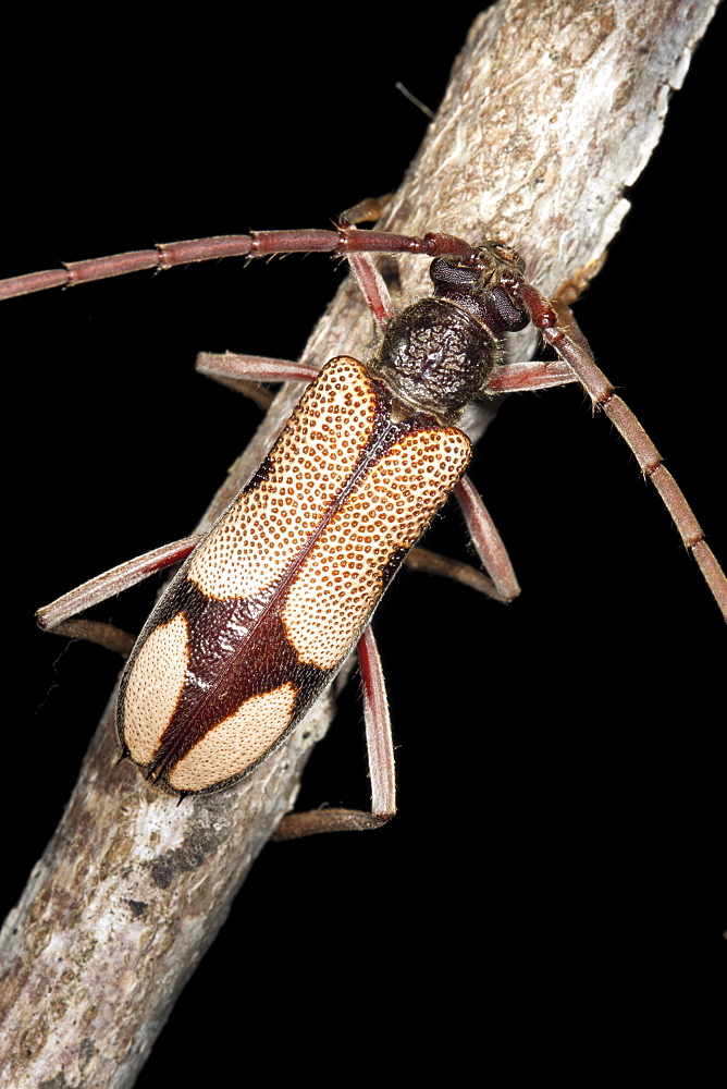 A longicorn beetle (Phoracantha cruciata) on twig, Hopkins Creek, New South Wales, Australia, Pacific