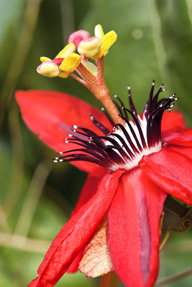 Scarlet Passion Flower (Passiflora miniata), Hopkins Creek, New South Wales, Australia, Pacific