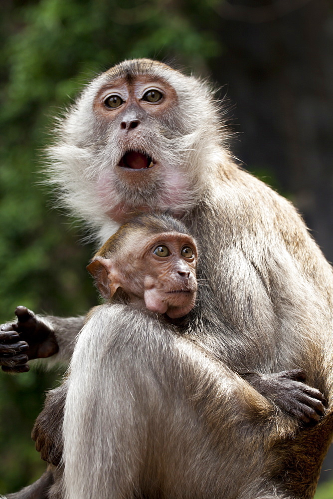 Crab-eating macaques (Macaca fascicularis) mother and baby, Batu Caves, Malaysia, Southeast Asia, Asia