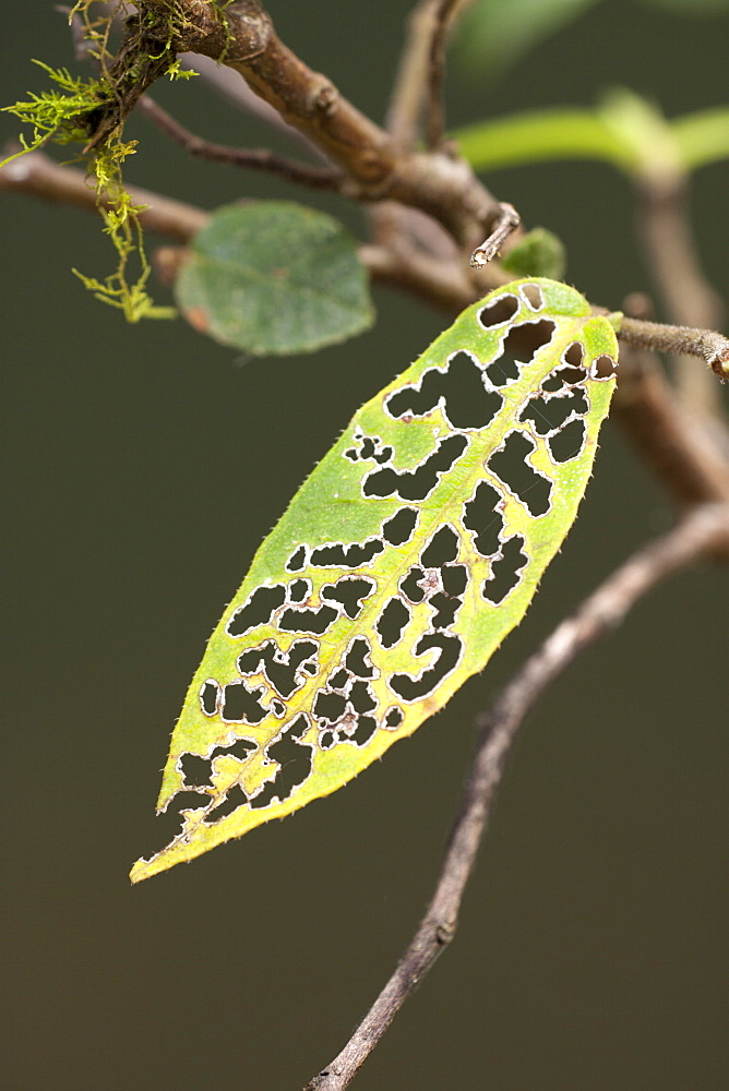 Insect damage to sandpaper fig leaf (Ficus coronata), Couchy Creek Nature Reserve, New South Wales, Australia, Pacific