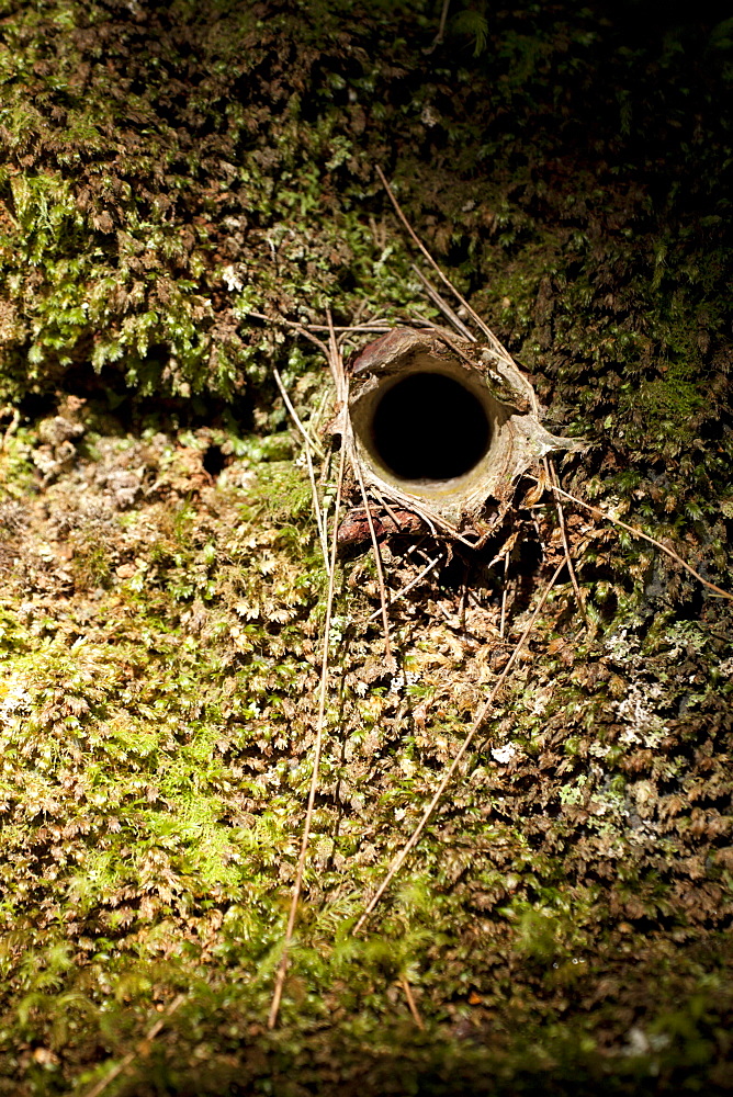 Burrow entrance of brown trapdoor spider (Arbanitis longipes) in embankment, Couchy Creek Nature Reserve, New South Wales, Australia, Pacific