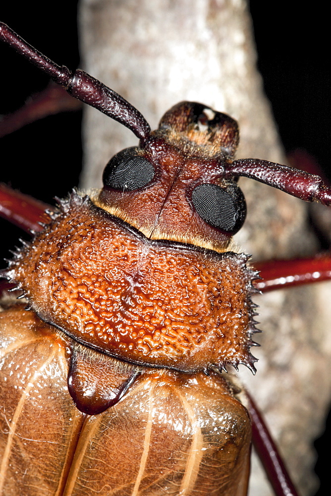 Female Poinciana longicorn beetle (Agrianome spinicollis), Hopkins Creek, New South Wales, Australia, Pacific