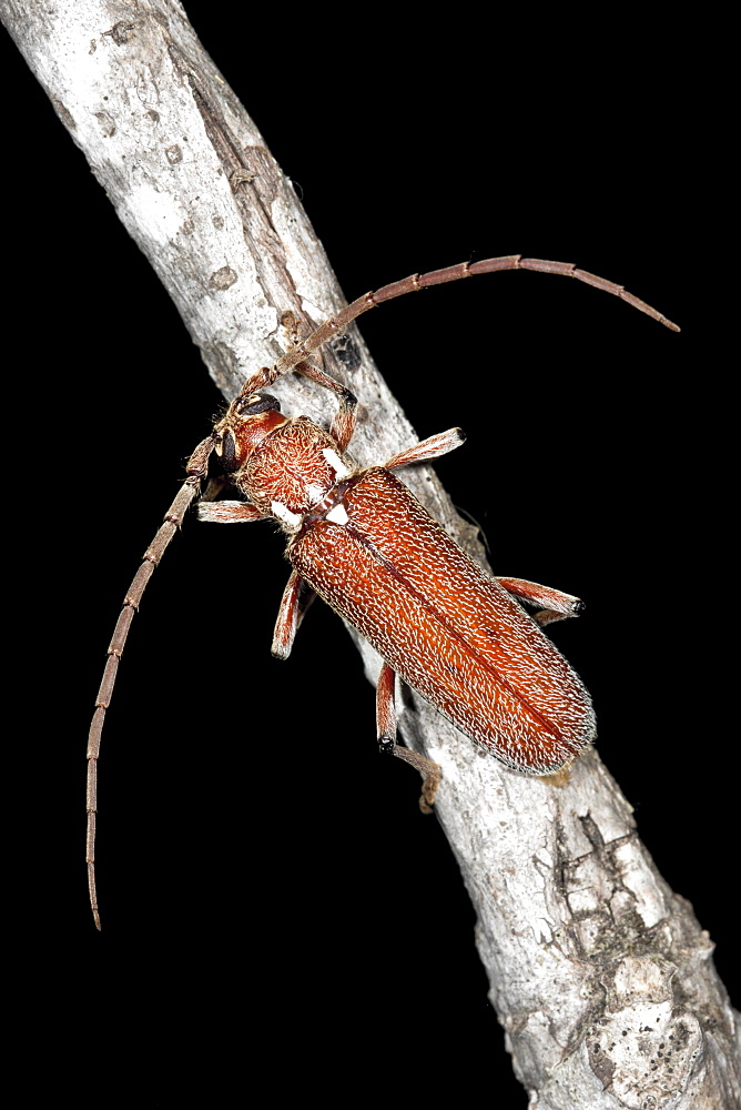 A Longicorn beetle on twig, Hopkins Creek, New South Wales, Australia, Pacific