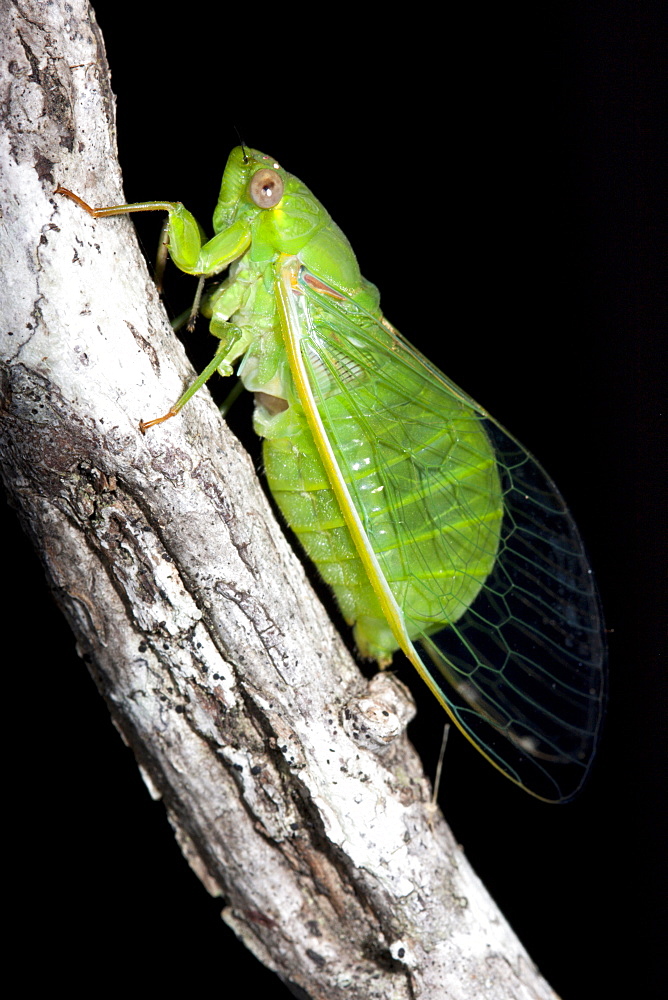 Small bottle cicada (Chlorocysta vitripennis), Hopkins Creek, New South Wales, Australia, Pacific