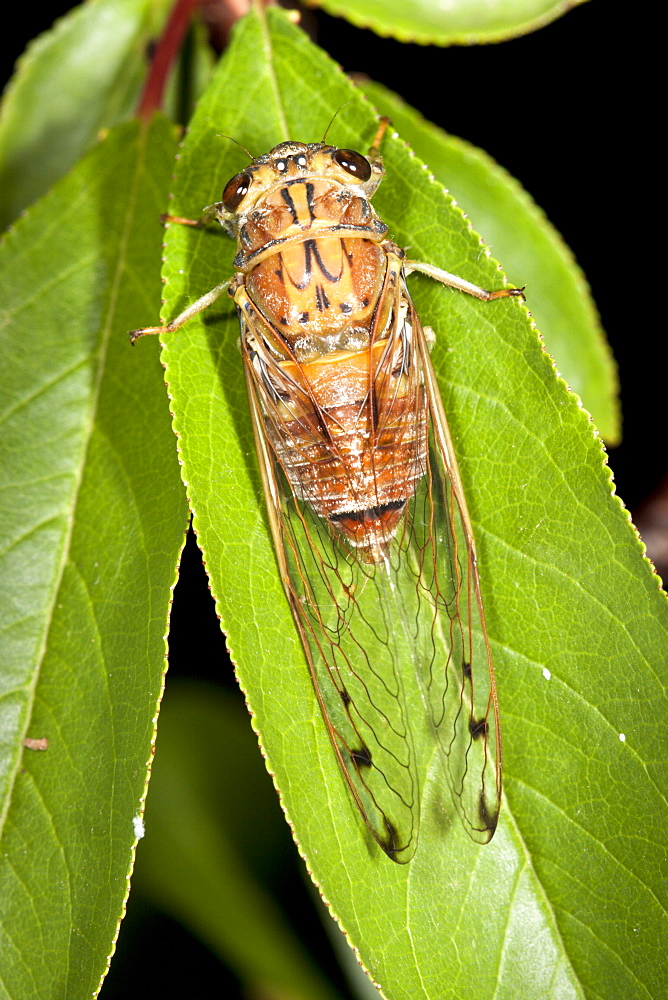 Male brown bunyip cicada (Tamasa tristigma) on leaf, Hopkins Creek, New South Wales, Australia, Pacific