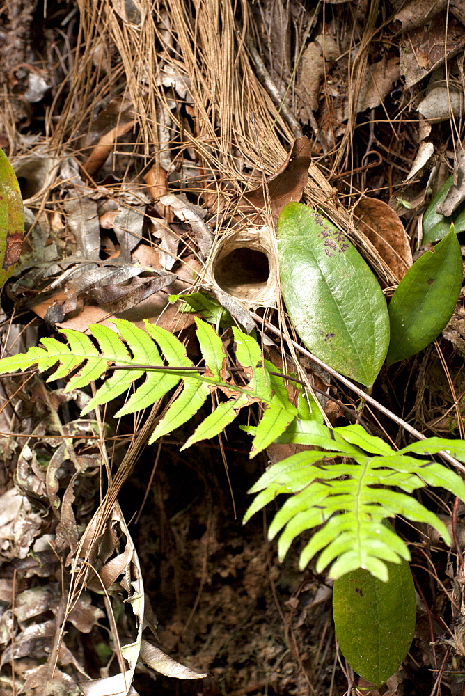 Burrow entrance of brown trapdoor spider (Arbanitis longipes) in embankment, Couchy Creek Nature Reserve, New South Wales, Australia, Pacific