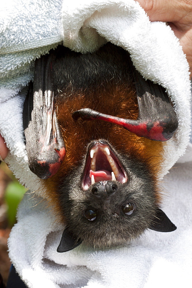 Male grey-headed flying-fox (Pteropus poliocephalus) with electrocution burns to both wrists and thumbs, Hopkins Creek, New South Wales, Australia, Pacific