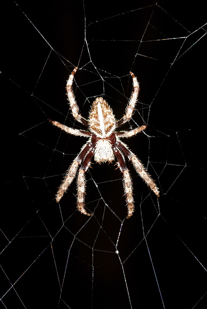 Female garden orb-weaver spider (Eriophora biapicata) in centre of her web at night, striped abdomen example, Hopkins Creek, New South Wales, Australia, Pacific