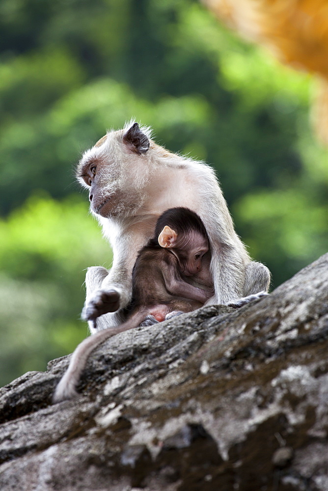 Crab-eating macaques (Macaca fascicularis) mother and baby, Batu Caves, Malaysia, Southeast Asia, Asia