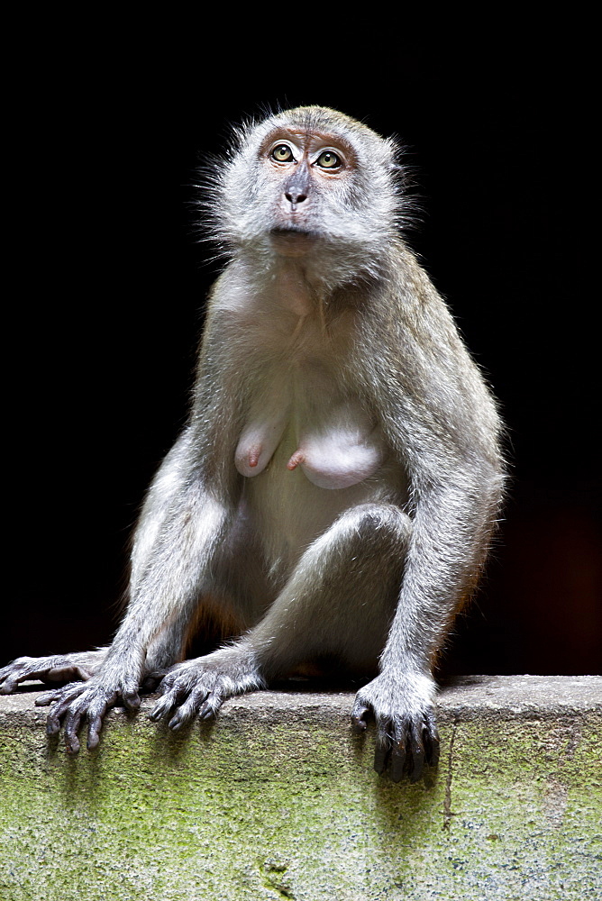 Crab-eating macaque (Macaca fascicularis) female resting on wall, Batu Caves, Malaysia, Southeast Asia, Asia