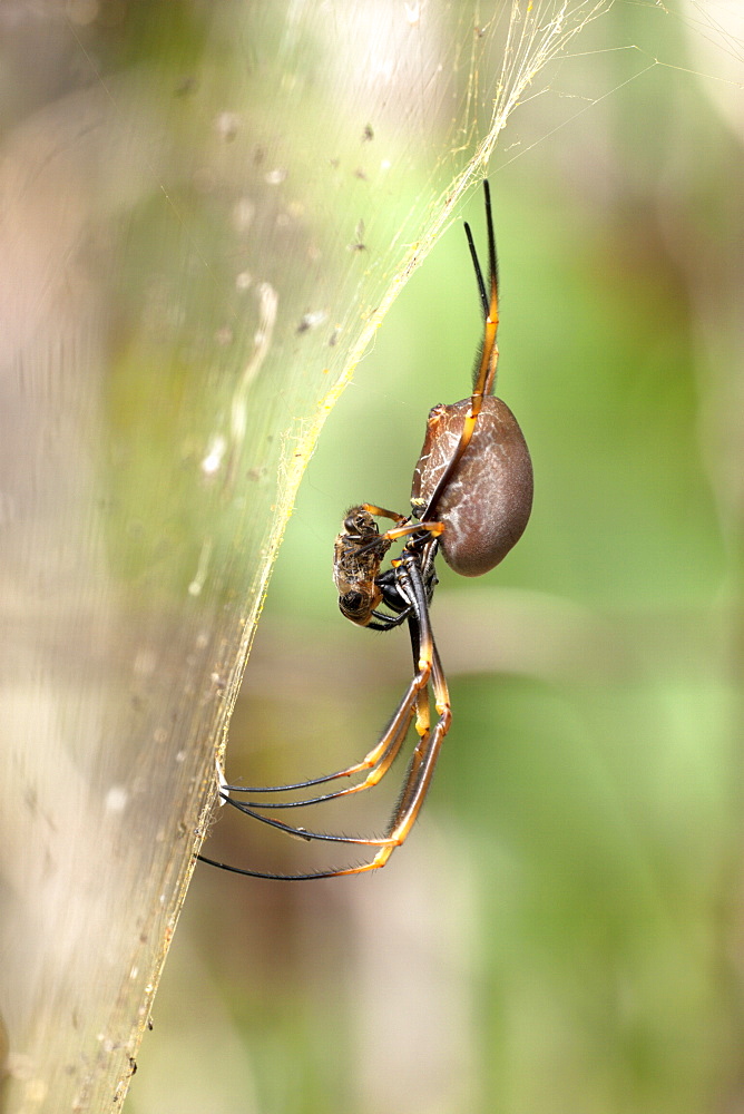 Female coastal golden orb-weaver spider (Nephila plumipes) feeding on bee in web, Hopkins Creek. New South Wales, Australia, Pacific