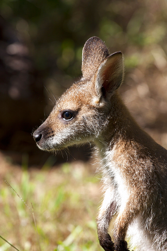 Hand-reared female red-necked wallaby joey (Macropus rufogriseus) 9 months standing, Eungella, New South Wales, Australia, Pacific