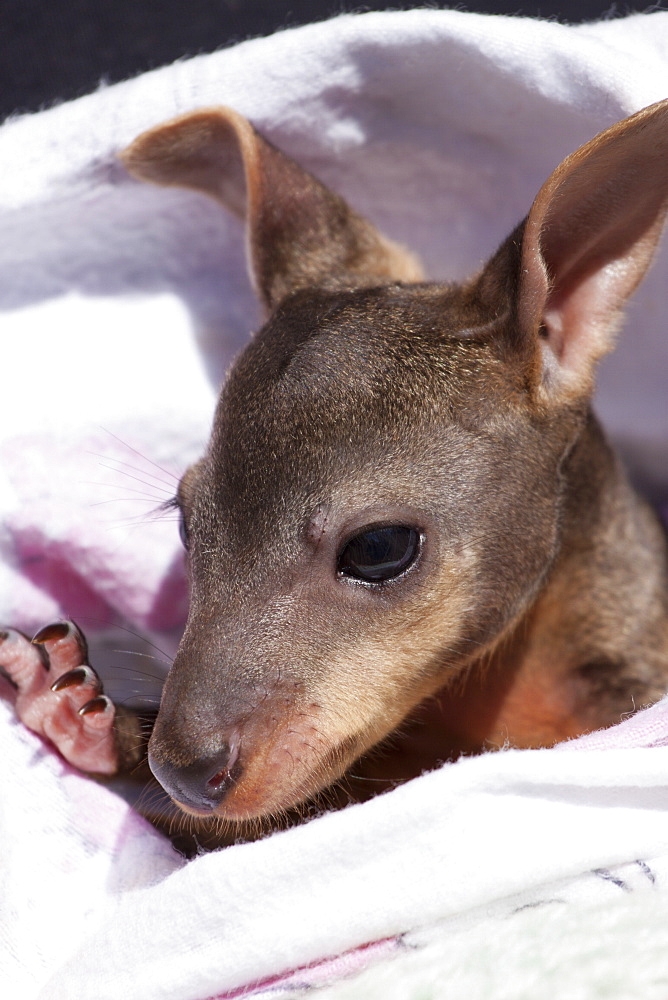 Orphaned male swamp wallaby joey (Wallabia bicolor) five months old resting in artificial pouch, Eungella, New South Wales, Australia, Pacific