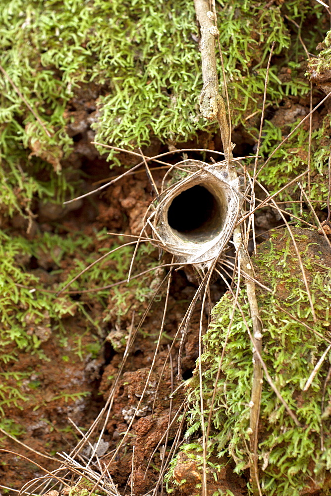 Burrow entrance of brown trapdoor spider (Arbanitis longipes) in embankment, Couchy Creek Nature Reserve, New South Wales, Australia, Pacific