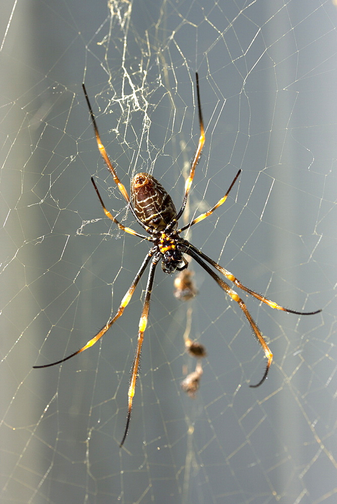 Female coastal golden orb-weaver spider (Nephila plumipes) web, Hopkins Creek. New South Wales. Australia, Pacific