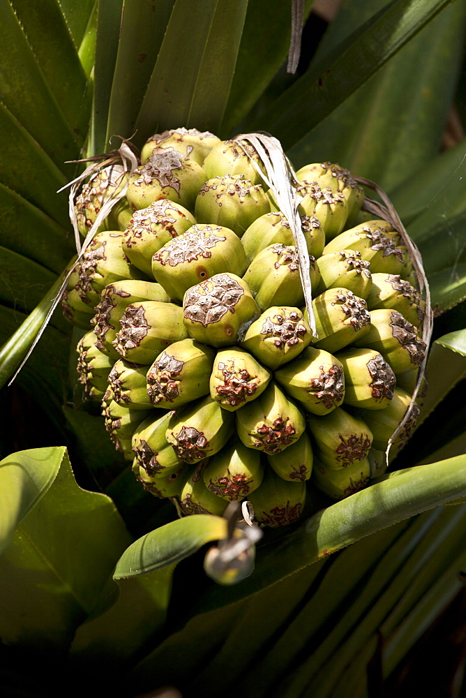 Screw pine fruit (Pandanus tectorius), Fingal Heads, New South Wales, Australia, Pacific