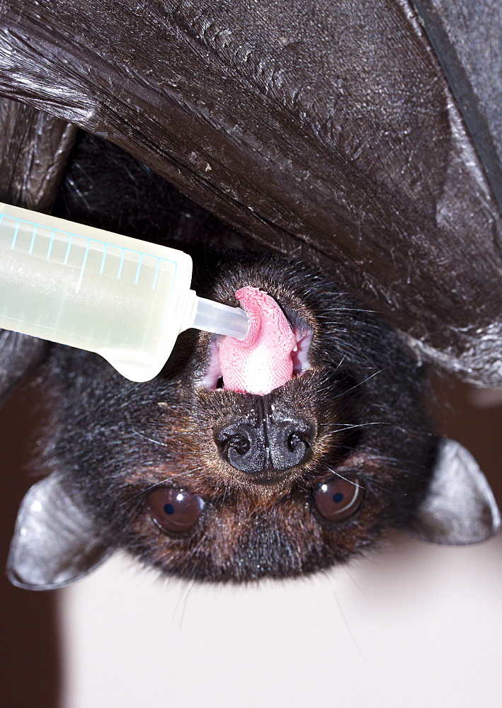 Dehydrated female black flying-fox (Pteropus alecto) being offered fluids via syringe, Hopkins Creek, New South Wales, Australia, Pacific