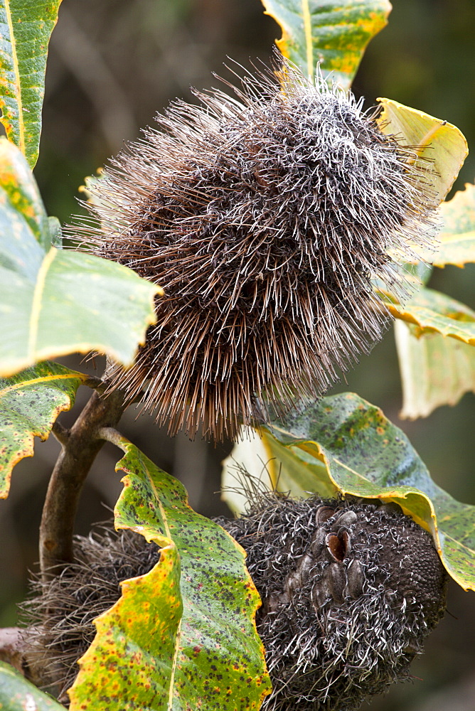 Old Banksia cones (Banksia sp.), Hopkins Creek, New South Wales, Australia, Pacific