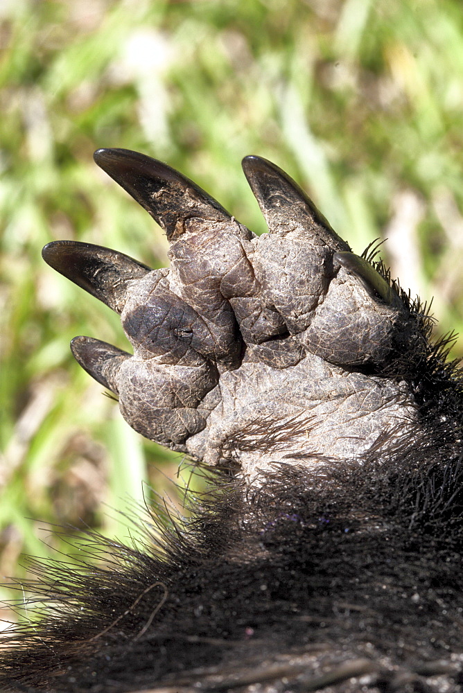 Front foot detail of short-beaked echidna (Tachyglossus aculeatus), Tyalgum, New South Wales, Australia, Pacific