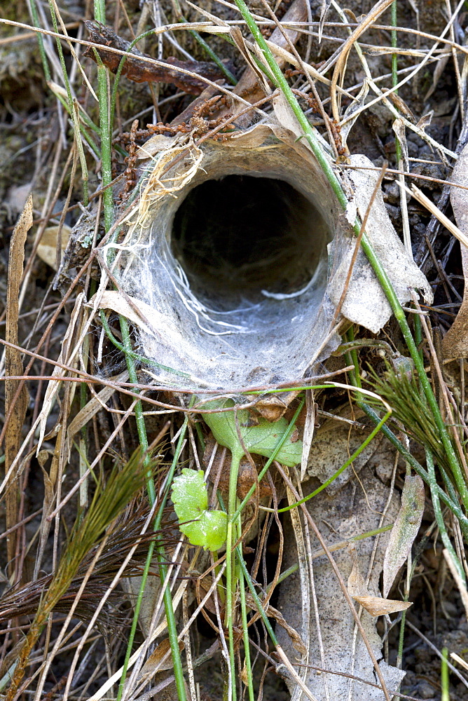 Burrow entrance of brown trapdoor spider (Arbanitis longipes) in embankment, Couchy Creek Nature Reserve, New South Wales, Australia, Pacific