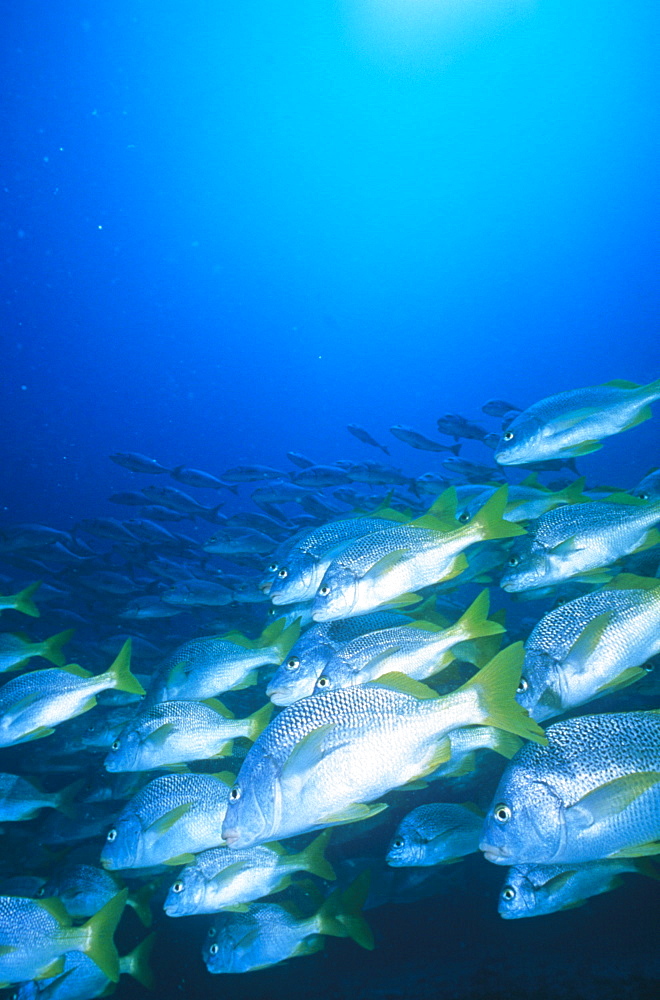 Large school of Grunts. Red Sea.