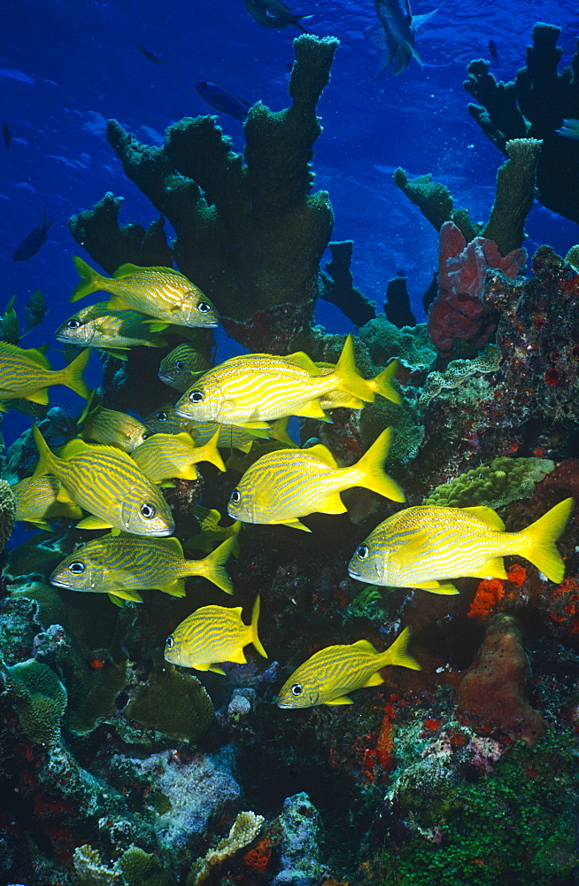 Small school of French Grunts (Haemulon flavolinea) swimming over reef. Red Sea.