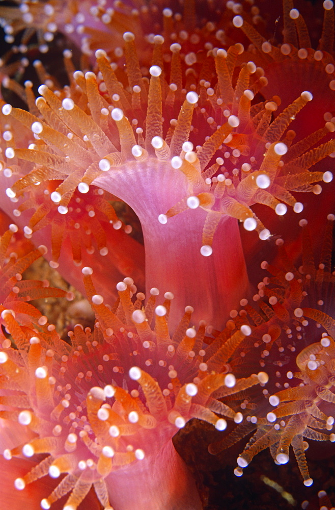 Luminescent pink Jewel Anemone with white tips standing proud. UK.