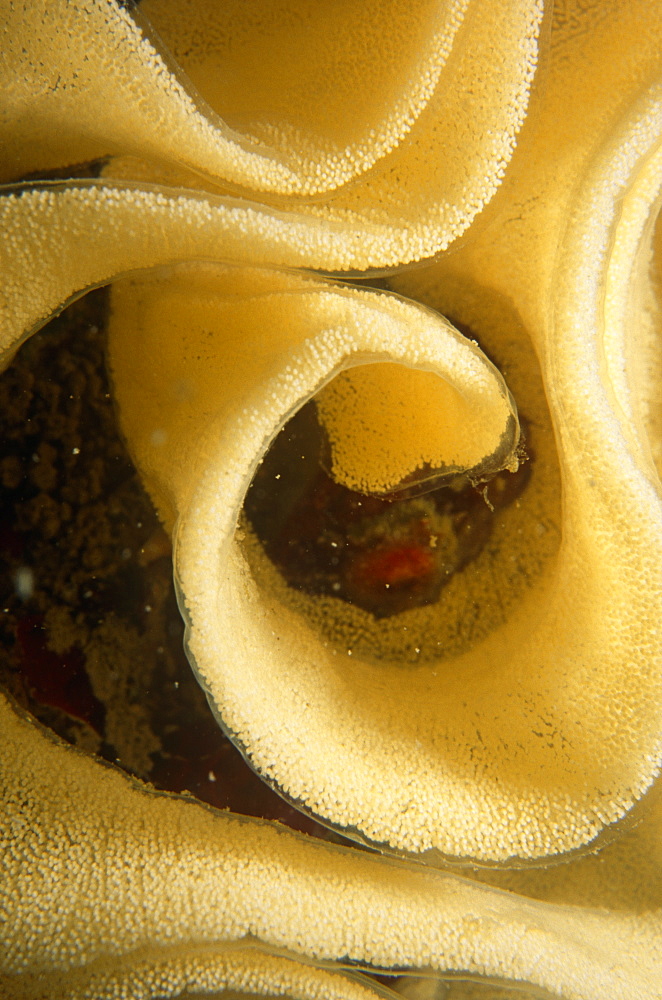 Nudibranch Eggs forming a swirling cream coloured pattern. UK.