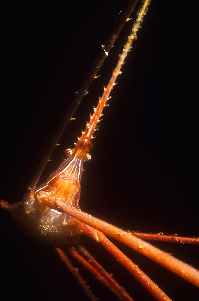 Arrow Head crab (Stenorthynchus seticornis) feeding at night. Caymen Islands