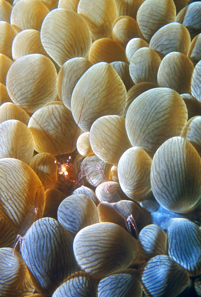 Tiny Ghost Crab hinding in Bubble coral. Thailand.