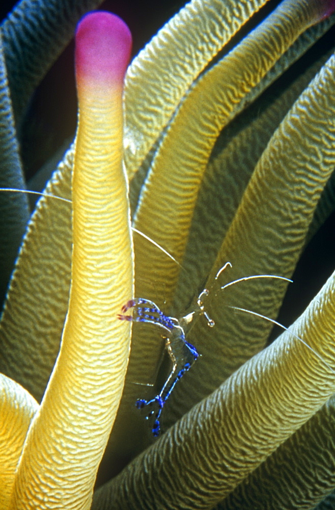 Pederson Shrimp (Periclimes pedersoni) in Anemone for protection at night. Cayman Islands.