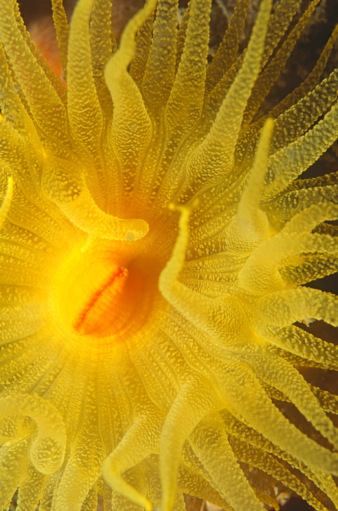 Sunset star coral. Rare in Bristish waters. A solitary coral with glowing orange tentacles stretching to reach nutrients. UK.