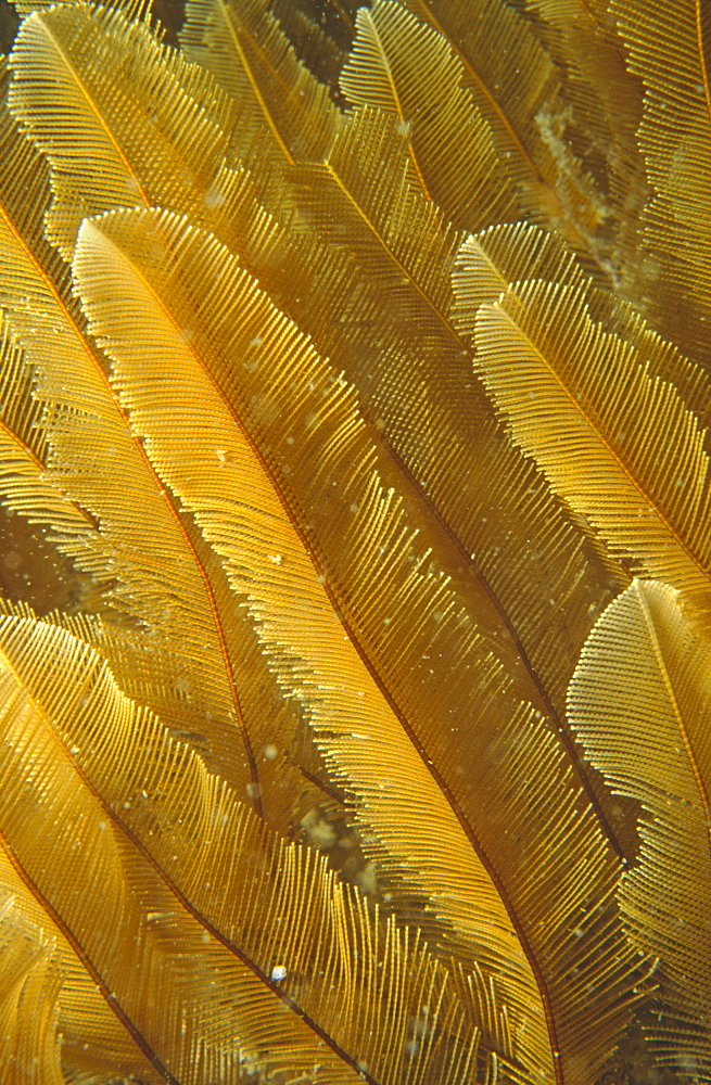 Detail of soft, golden Sea Pen. UK.