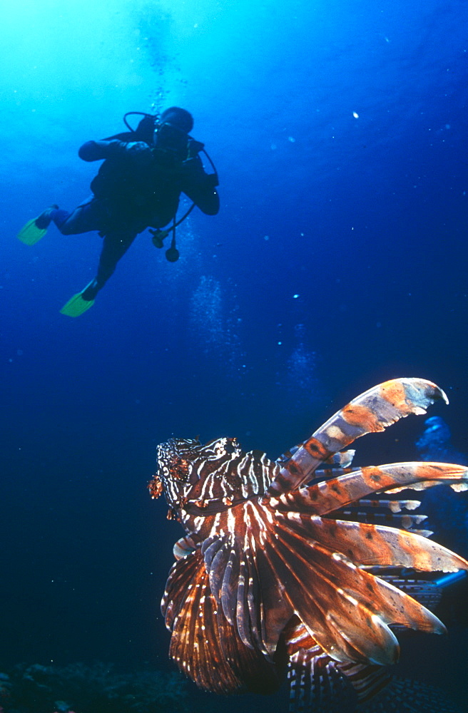 Large Lion fish looking up at diver sillouette. Thailand.