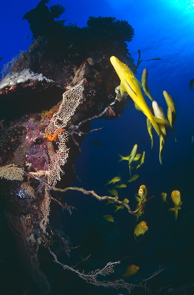 Small school of Yellow Goat fish (Mulloides vanicolensis) swimming over reef. Red Sea.